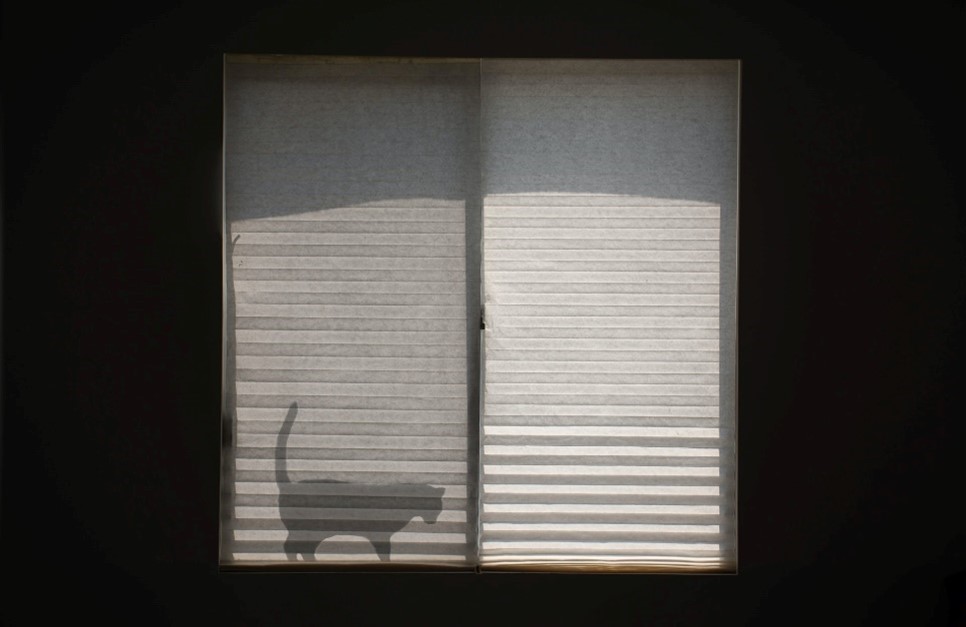 Sylwetka kota w oknie za białą plisą okienną